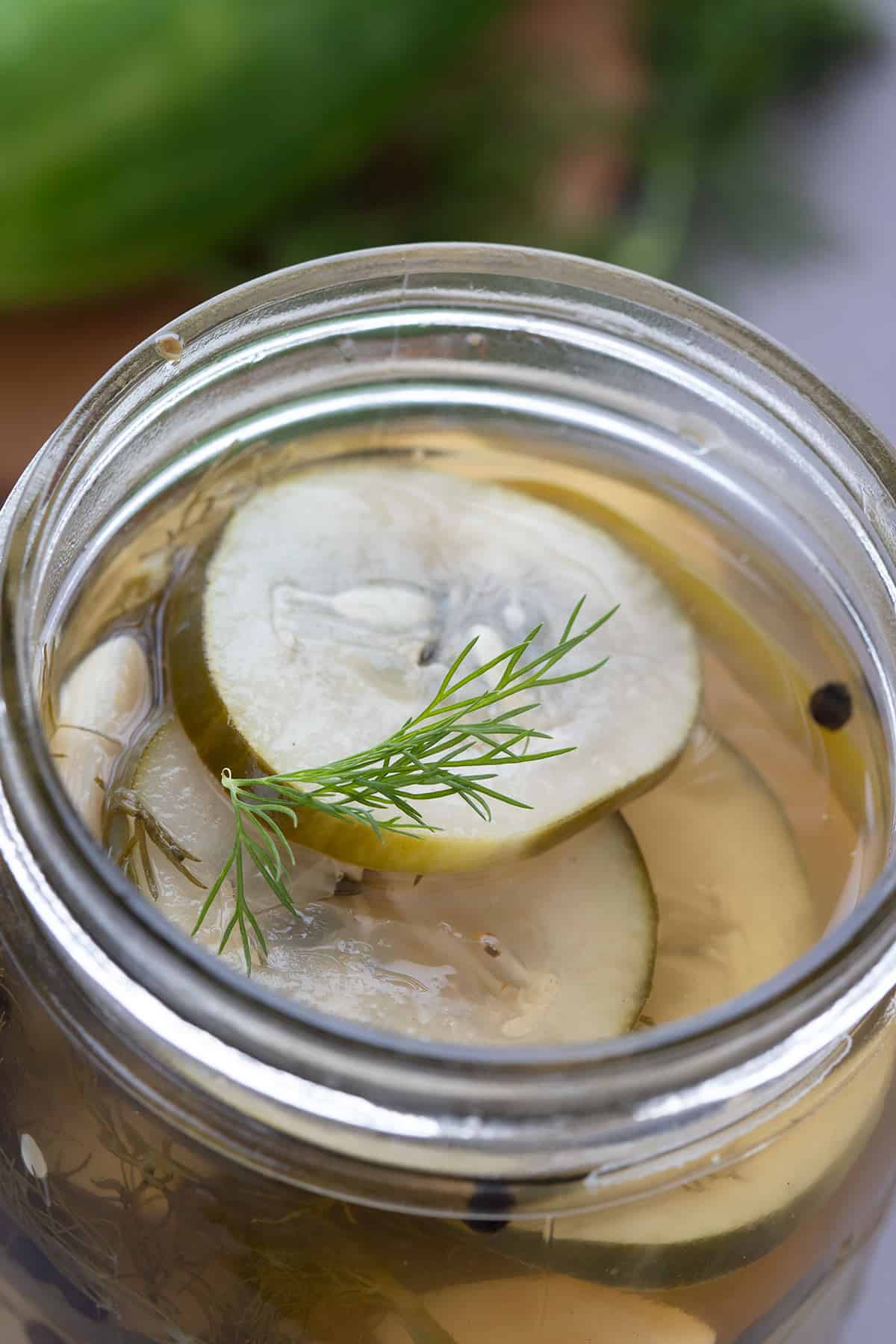 Close up shot of refrigerator pickles in the jar with a sprig of dill on top. 