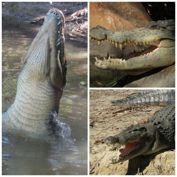 Crocodile Adventures, near the Great Barrier Reef