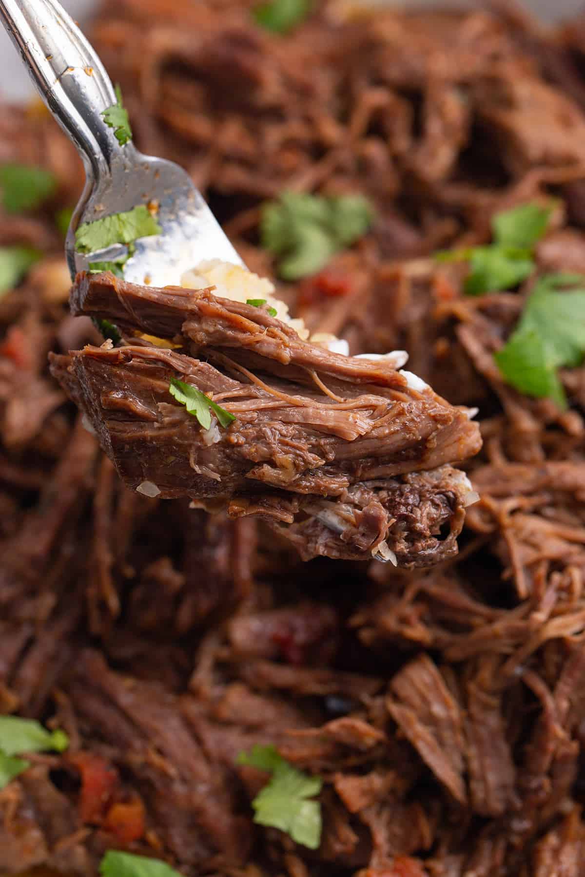 Close up shot of shredded beef on a fork.
